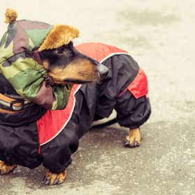 Some dogs need wrapped up in wintry weather.