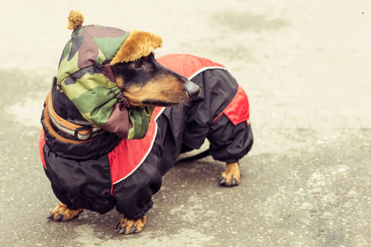 Dogs That Hate The Cold 2026: These are the 13 breeds of adorable dog that need wrapped up warm in winter - including the loving Pug 🐶