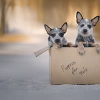 Dog Puppy Prices 2026: This is how much the 13 most popular breeds of adorable dog cost to buy as puppies - including the loving Labrador Retriever 🐶