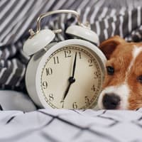 What is Pet Lag? How the clocks changing impacts pets - and how to help dogs and cats cope