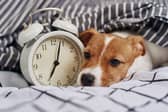 An hour is a long time for a dog.