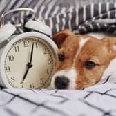 An hour is a long time for a dog.