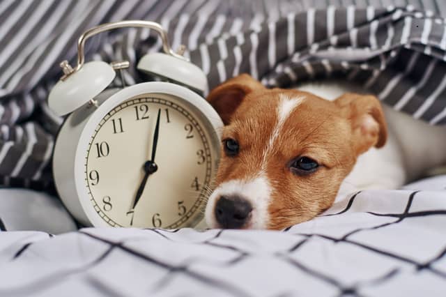 An hour is a long time for a dog.