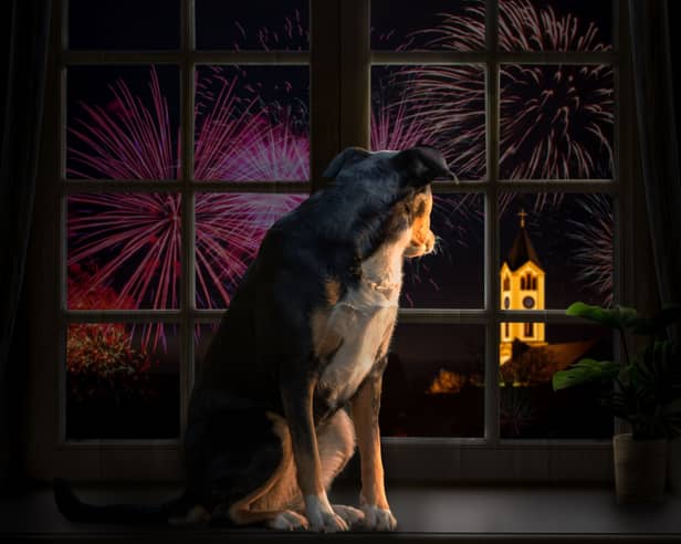 Not all dogs are happy to watch fireworks.