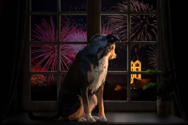 Not all dogs are happy to watch fireworks.