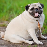 Greediest Dogs 2026: These are the 13 greedy breeds of adorable dog prone to becoming obese - including the loving Labrador 🐶