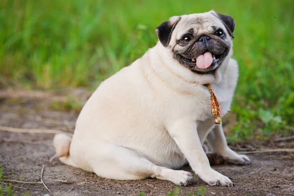 Some dogs like the Pug find it easy to pile on the pounds.