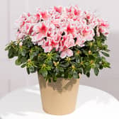 From colourful seasonal flower bouquets to pretty plants that last well beyond the occasion, Bunches has a range of autumn bouquets that make thoughtful November birthday gifts.  