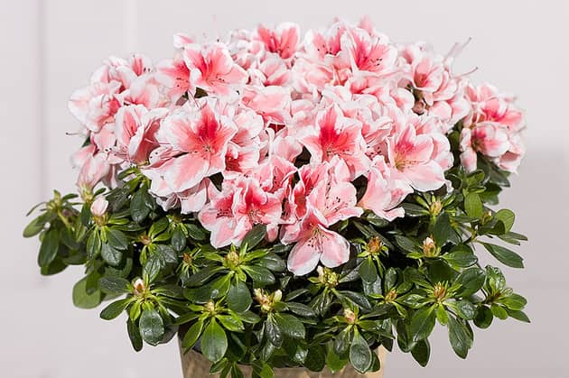 From colourful seasonal flower bouquets to pretty plants that last well beyond the occasion, Bunches has a range of autumn bouquets that make thoughtful November birthday gifts.  