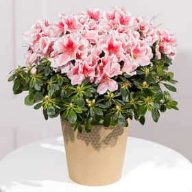 From colourful seasonal flower bouquets to pretty plants that last well beyond the occasion, Bunches has a range of autumn bouquets that make thoughtful November birthday gifts.