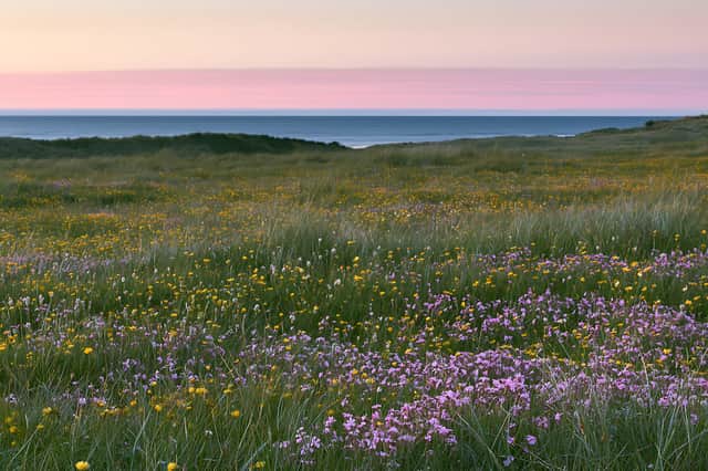 Wildflowers bloom in a Machair beach meadow near the ocean at sunset.