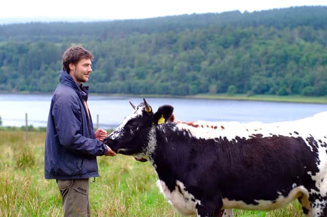 Alec Heywood feeding one of his new herd