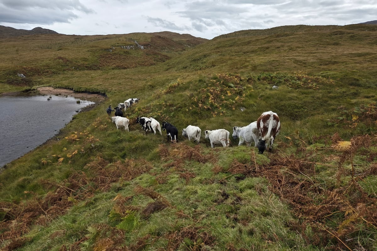 Ancient cattle herd practice brought back to life on highland estate