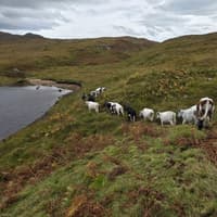 Ancient cattle herd practice brought back to life on highland estate