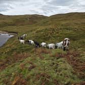 Droimeann cattle at Ardtornish