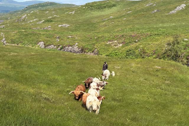 Droimeanns and Highland cattle at Ardtornish