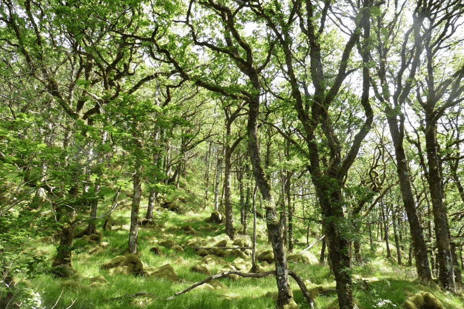 Choosing the right trees matters more than planting a greater variety, study finds