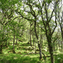 An oak forest 