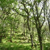 An oak forest 