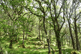 An oak forest