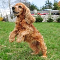 Most Excitable Dogs 2026: These are the 13 breeds of hyper and adorable dog that find it hard to stay calm - including the loving Labrador 🐶