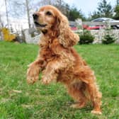 Some breeds of dog are more excitable than others.