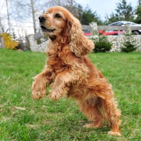 Some breeds of dog are more excitable than others.