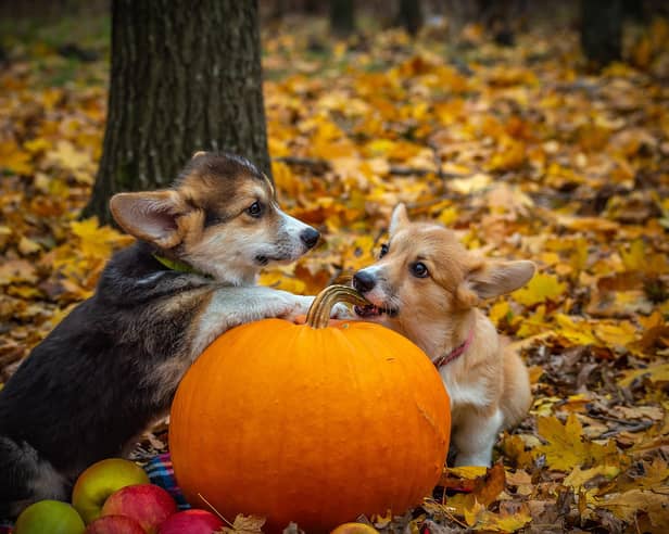 These Corgis certainly seem to like pumpkin.