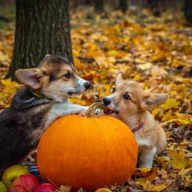 These Corgis certainly seem to like pumpkin.