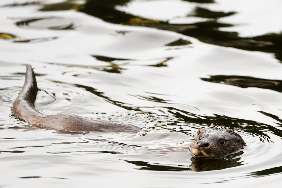 Hay's Way: Spotting four out of Jura's 'big five'