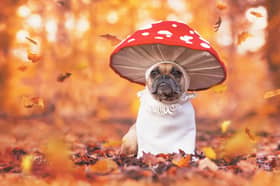 Some dogs don't mind being dressed up.
