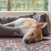 Is my dog sleeping too much? Expert advises how much sleep is normal, does it change in winter, and when to see a vet 🐶