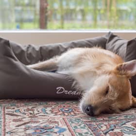 Most dogs just love to nap.