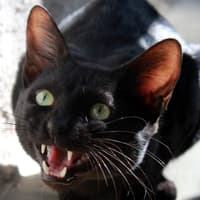 Aggressive Cats 2026: Here are the 11 breeds of adorable cat most likely to show signs of aggression like scratching and biting - including the loving Siamese 😺
