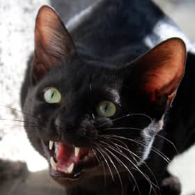 Some cats are more likely to display signs of aggression than others.