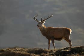Red deer (Cervus elaphus) stag/male backlit against hillside, Alladale Wilderness Reserve ,Scotland
