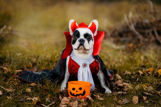It's not always a good time to dress up a dog.