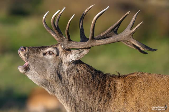Red deer stag rutting at this time of year
