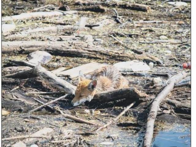 The fox was rescued from debris in the Water of Leith in July