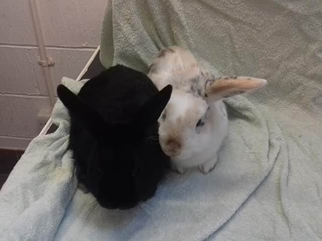 Member of public finds two 'borderline emaciated' rabbits abandoned in West Lothian car park
