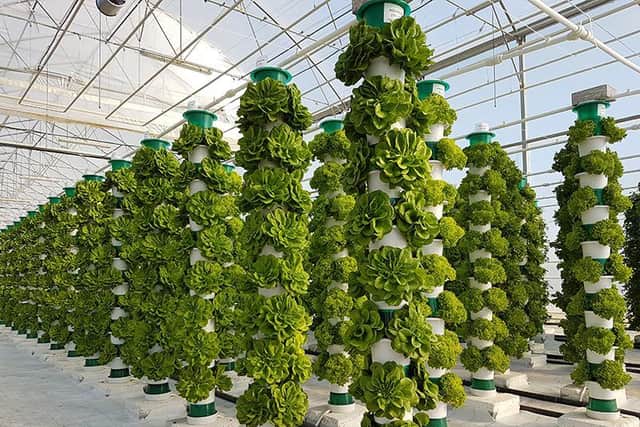 Lettuce will be among the crops grown in indoor 'towers'. Picture: Contributed