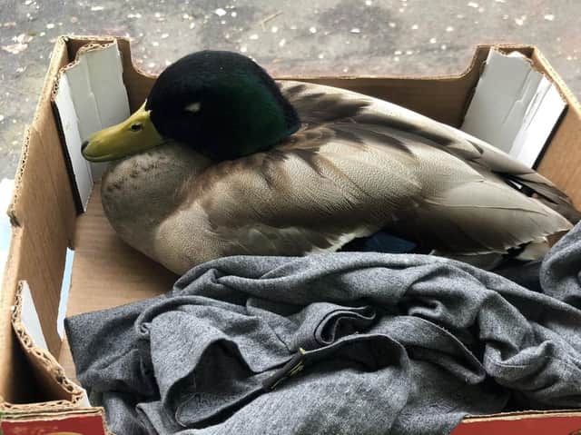 It has now been handed to the RSPCA.