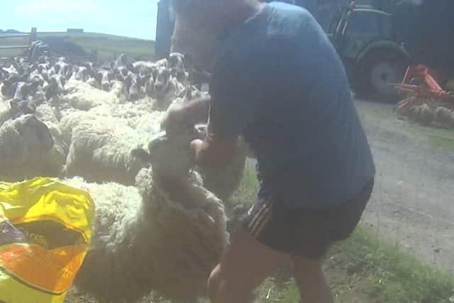 Video footage shows the man punching and kicking the sheep at a farm near Midlothian. Pic: SSPCA