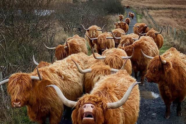 The Heilan Coo 'traffic jam' is proving massively popular online. Picture: www.kitchencoosandewes.com