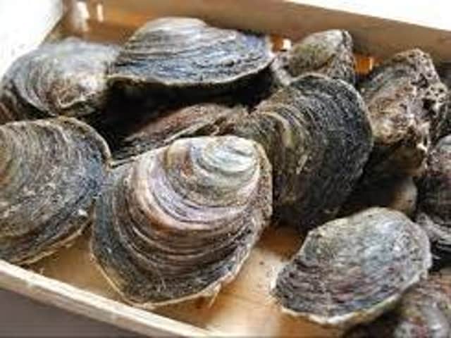 Oysters are the most high-risk food.
