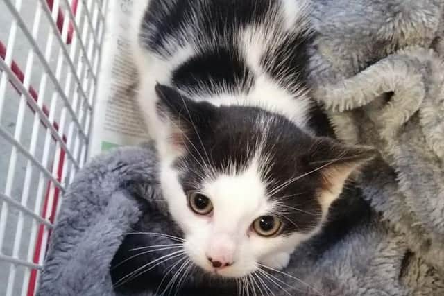 The tiny kitten was dumped at the side of the road in Shotts picture: supplied