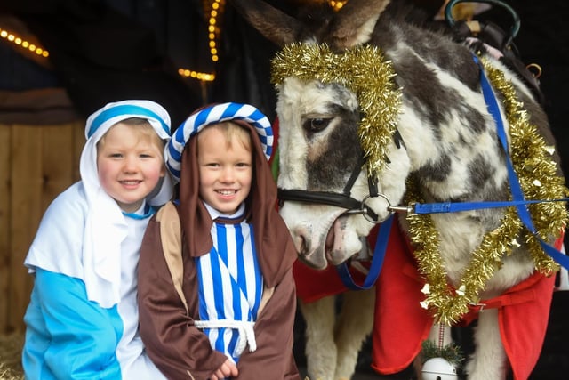 And, they enlisted the help of two real live donkeys, Teddy and Mrs Pickles, to help Joseph get Mary safely  (across the yard)   to Bethlehem.