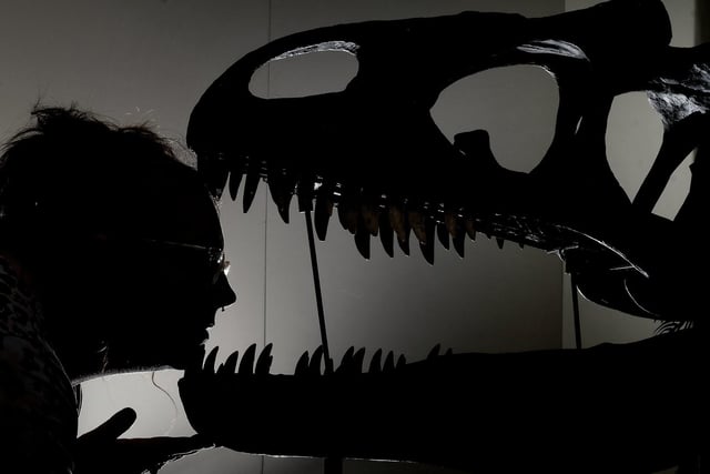 Cassie Taal gets up close to the Allosaurus skull at the Rotunda Museum.