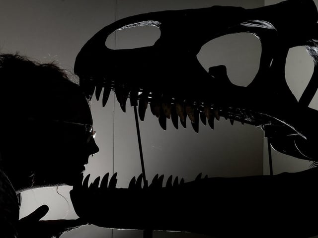 Cassie Taal gets up close to the Allosaurus skull at the Rotunda Museum.