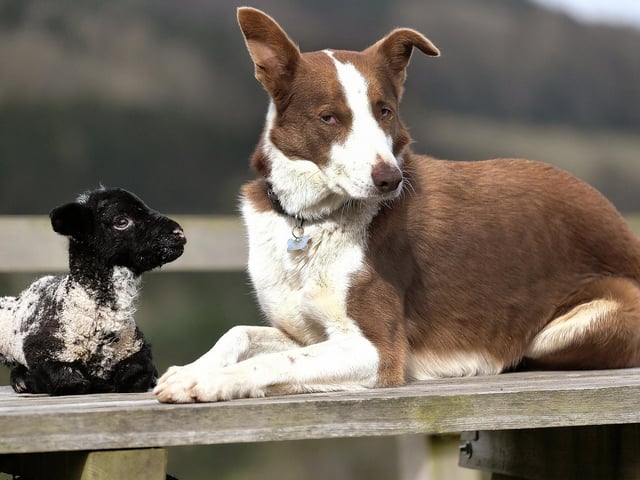 A little spring lamb with a new best friend at Stepney Hill Farm.